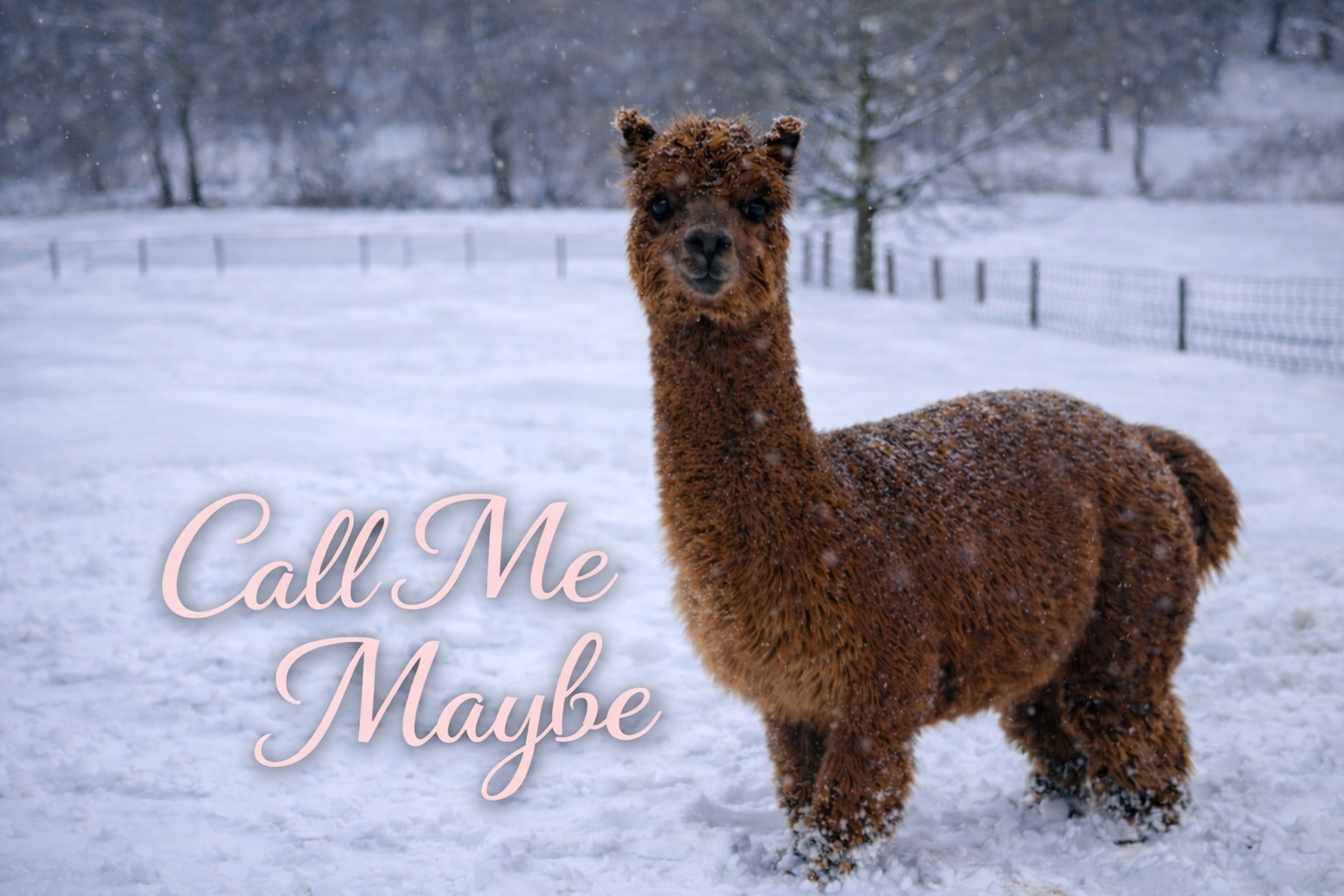 Call Me Maybe - Open Female at Count Your Blessings Farm